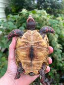 Colombian Clownface Redfoot Tortoise 2021