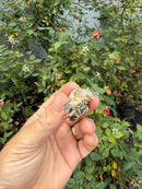 Hypomelanistic Common Snapping Turtle 2026