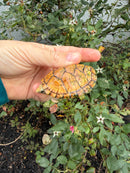 Hypo Stripe-necked Musk Turtle Adult Female