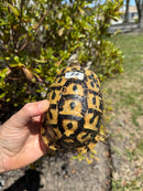Libyan Greek Tortoise Adult Female