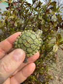 Mitch Clown Red Eared Slider Turtle