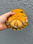 Hybino Red-Eared Slider Adult Female