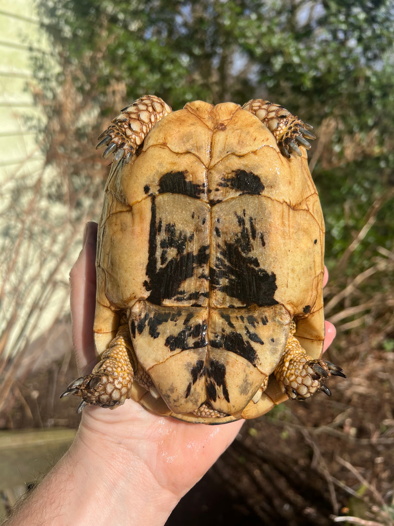 Libyan Greek Tortoise Adult Female