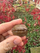 Hi Orange Vietnamese Black Breasted Leaf Turtle Baby 2025