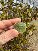 Pastel Picasso Red-Eared SliderTurtle
