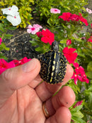HI YELLOW Florida Box Turtle