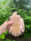 Pink Bellied Snapping Turtle Adults Female