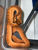 Amazon Tree Boa Baby 2023 CB