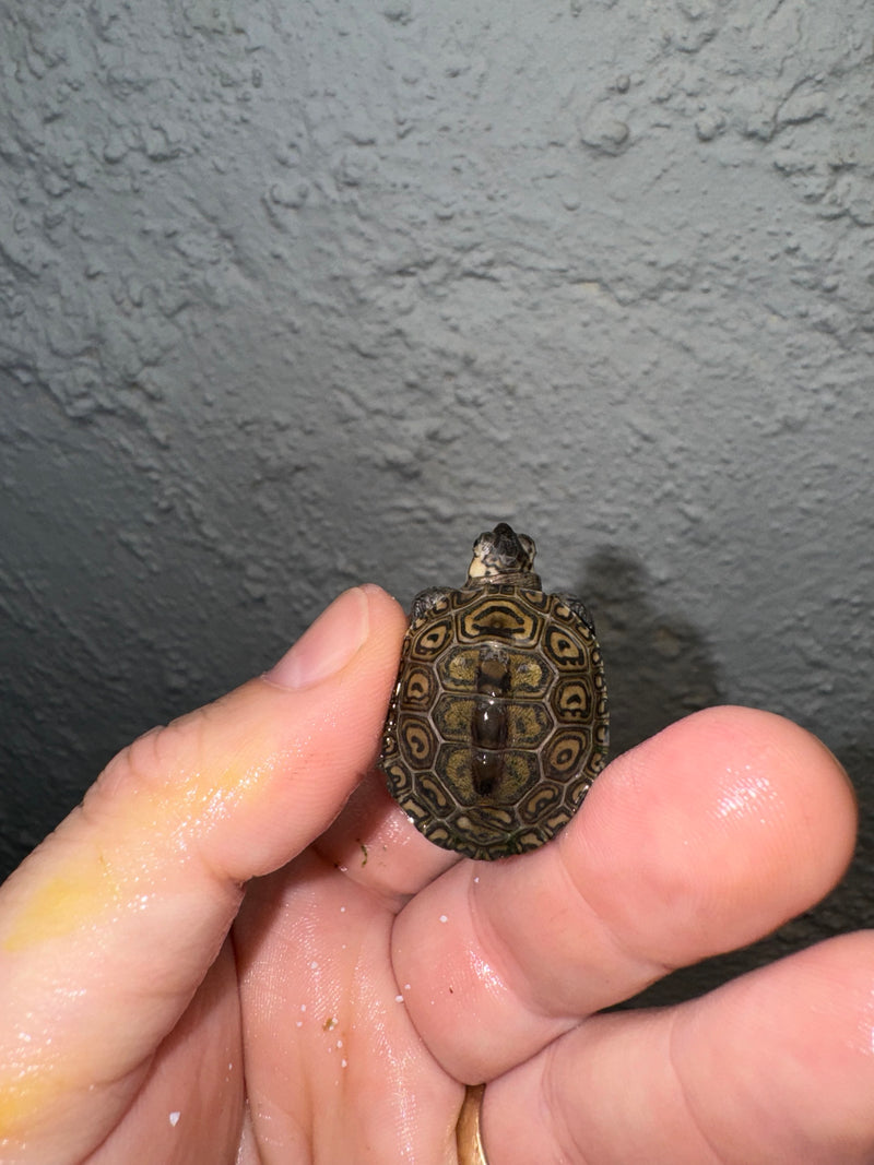 Hi White Concentric Diamondback Terrapin 2024