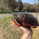 Northern Red Bellied Turtle Adult Female