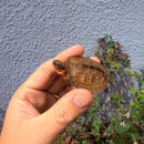 Vietnamese Three-striped Box Turtle