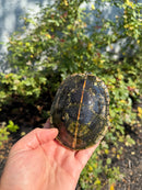 Southern Painted Turtle Adult Female