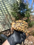 Libyan Greek Tortoise Adult Male