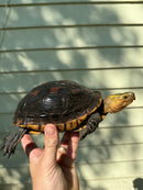 Chinese Box Turtle Adult Pair (Cuora flavomarginata)
