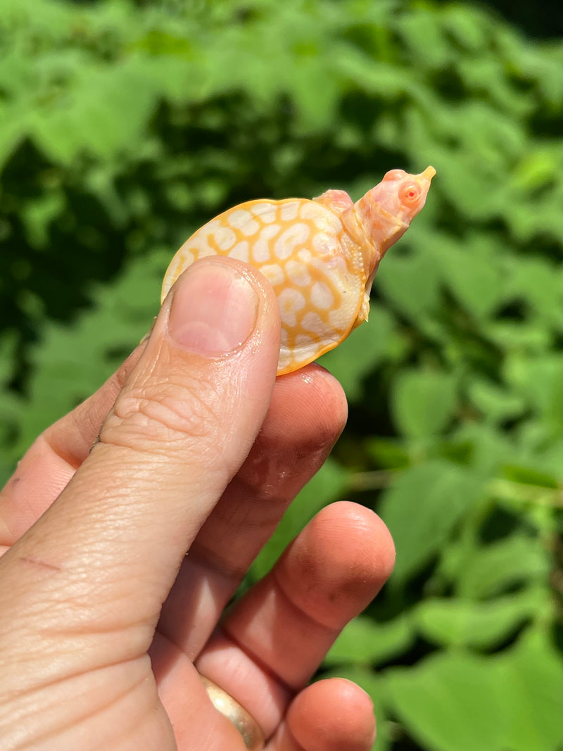 Albino Florida Softshell 2024