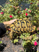 Eastern Hermann's Tortoise Adult Female