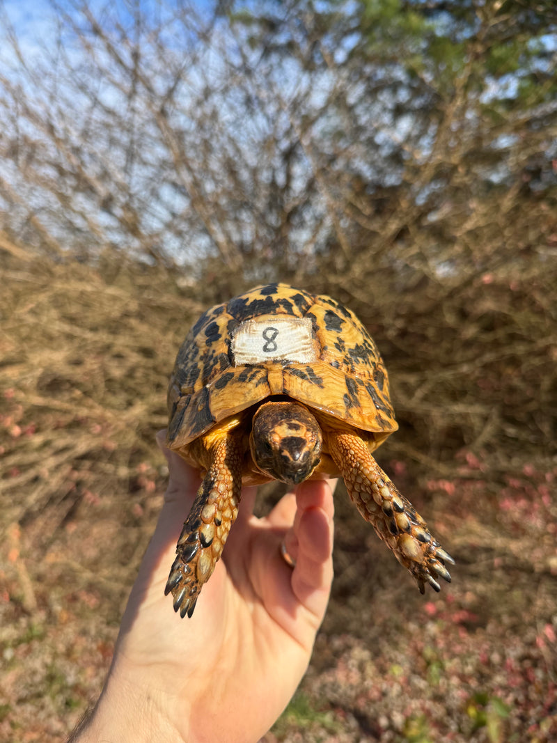 Libyan Greek Tortoise Adult Male
