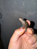 Hi White Concentric Diamondback Terrapin 2024