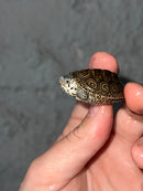 Hi White Concentric Diamondback Terrapin 2023