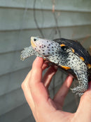 Ornate Diamondback Terrapin Female