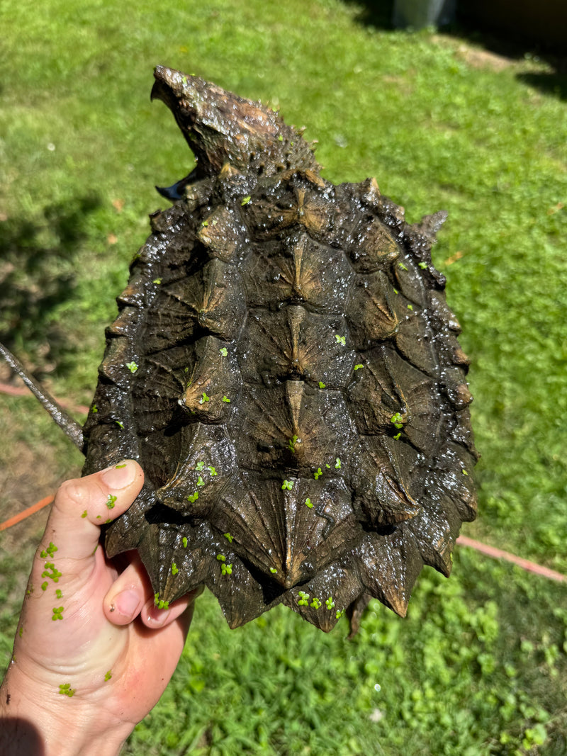 Alligator Snapping Turtle Sub Adult Female