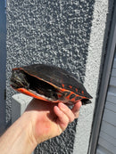 Super Red Northern Red Bellied Turtle Adult Male