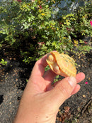 Albino Reeves Turtle Pair