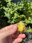 Mitch Clown Red Eared Slider Turtle
