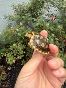 Pancake Tortoise Baby 2026