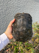 Burmese Black Mountain Tortoise Female