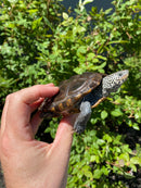 Adult Northern Diamondback Terrapin Male