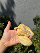 Banana Ball Python Mixed Morph Female