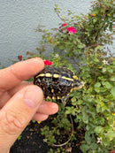HI YELLOW Florida Box Turtle