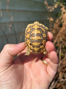 Leopard Tortoise 2024
