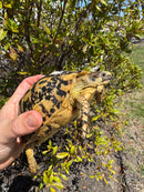 Libyan Greek Tortoise Adult Female