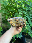 Homes Hinge-back Tortoise Adult Pair