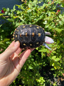 Ornate Diamondback Terrapin Female