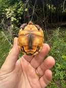 Cherrybomb Red Foot Tortoise Baby 2025