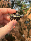 HI YELLOW Florida Box Turtle Baby