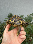 Eastern Hermann's Tortoise Adult Male
