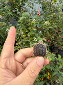 Hypomelanistic Common Snapping Turtle 2026