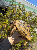 Libyan Greek Tortoise Adult Male