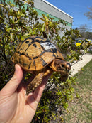 Libyan Greek Tortoise Adult Male