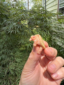 Baby Albino Common Snapping Turtle 2025 Female