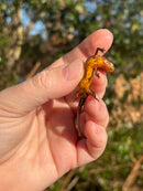 Penninsula Newts (Notophthalmus viridescens piaropicola)
