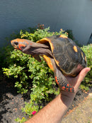 Red Foot Tortoise Adult Male