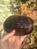 Malayan Snail-eating Turtle Adult Male