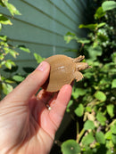 Nile Softshell Baby USA CB