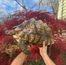 South African Giant Leopard Tortoise Adult Female