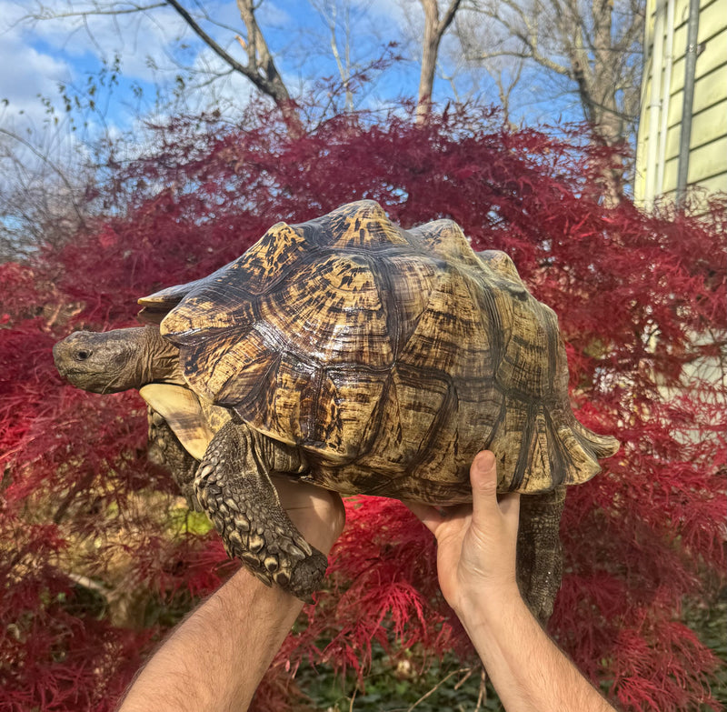 South African Giant Leopard Tortoise Adult Female